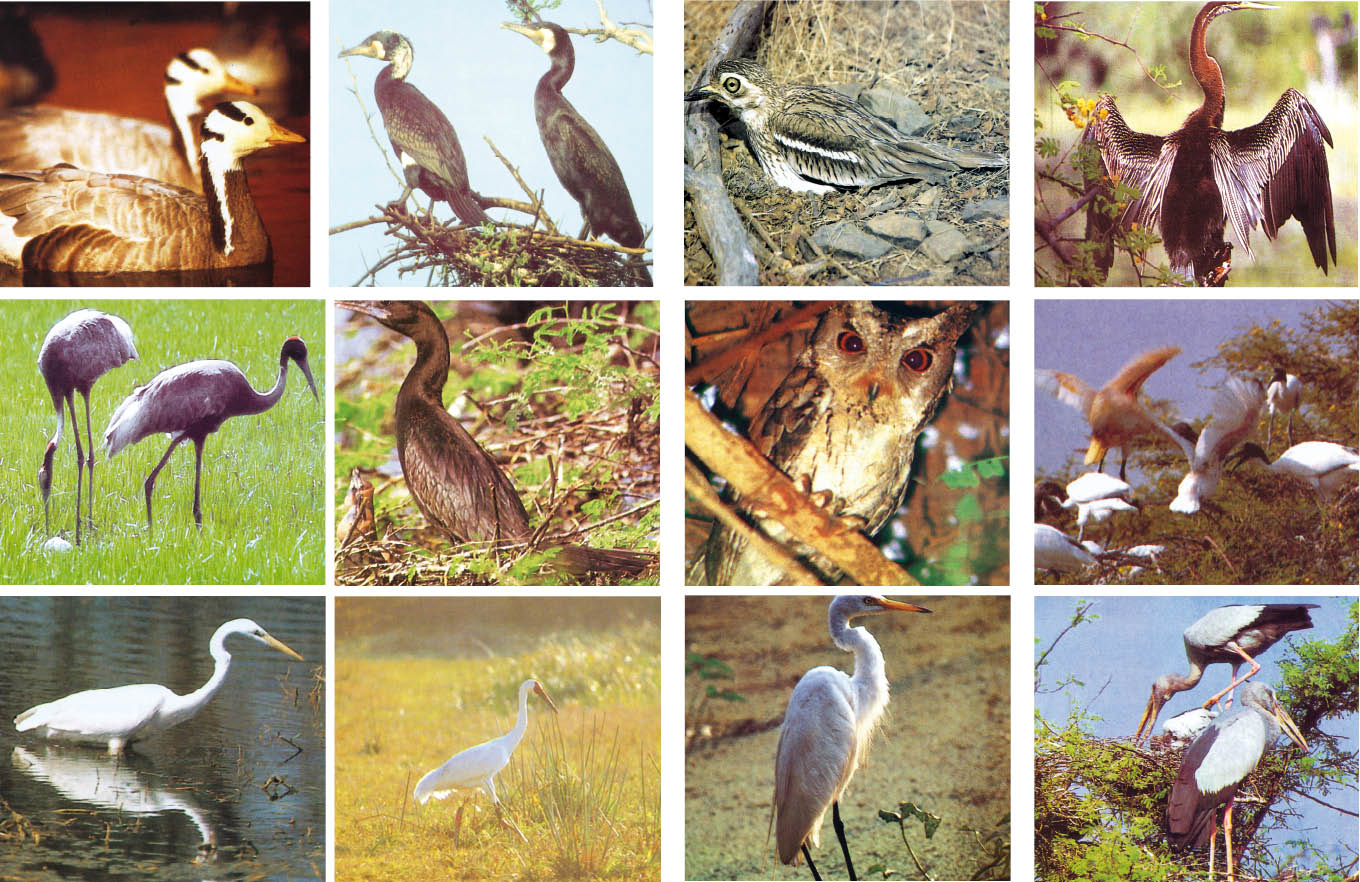 Keoladeo Bird Paradise
